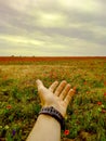 Beautiful fields In spring time Royalty Free Stock Photo