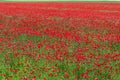 Poppy fields in spring season