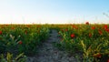 Poppy Fields At Sunset. Red Flowers With Green Stems, Huge Fields. Bright Sun Rays.