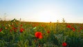 Poppy Fields At Sunset. Red Flowers With Green Stems, Huge Fields. Bright Sun Rays.