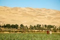 Poppy fields with two farmers near Dowlatyar in Ghor Province, Afghanistan Royalty Free Stock Photo