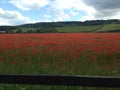 Poppy fields are so very beautiful red