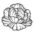Poppy flora icon, hand drawn and outline style