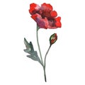 Poppy floral botanical flower. Watercolor background illustration set. Isolated poppies illustration element. Royalty Free Stock Photo