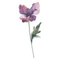 Poppy floral botanical flower. Watercolor background illustration set. Isolated poppy illustration element. Royalty Free Stock Photo