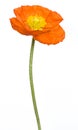 Poppy flower