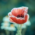 Close up flowers bouquet of a red roses Royalty Free Stock Photo