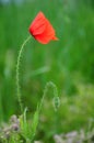 Poppy flower Royalty Free Stock Photo