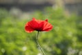 Poppy flower