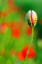 Poppy flower