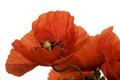 Poppy flower Royalty Free Stock Photo