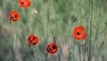 Poppy flower against green field in a windy day.