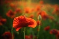 Poppy flower. Anzac day banner. Remember for Anzac, Historic war memory. Anzac background.