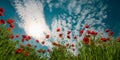 Poppy flower. Anzac day. Historic war memory. Anzac background. Poppy field, Memorial Remembrance day.