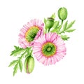 Poppy flower arrangement. Watercolor illustration set. Tender pink papaver blossoms, buds, green leaves element decor