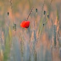 Poppy flower in a field