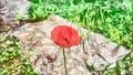 Poppy flower on the asphalt. Beautiful digital watercolor painting style Royalty Free Stock Photo