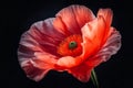 Poppy flower on a black background. Remembrance Day, Armistice Day, and Anzac day symbol