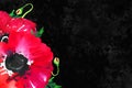 Poppy flower on black textured background. Remembrance day design concept. Hand drawn watercolor sketch