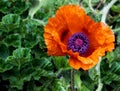 Poppy flower in bloom with water droplets visible