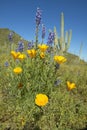 Poppy flower in blue sky Royalty Free Stock Photo