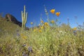 Poppy flower in blue sky, saguaro cactus and desert flowers in spring at Picacho Peak State Park north of Tucson, AZ Royalty Free Stock Photo