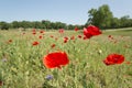 Poppy flower with blur background field of poppies horizon