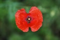 Poppy flower with blurred green background on a hot sunny summer day Royalty Free Stock Photo