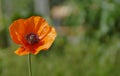 Poppy flower