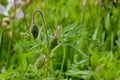 poppy flower bud close-up Royalty Free Stock Photo