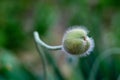 Poppy flower bud, concept of reproduction, fertilization, cell and sperm