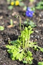 Poppy flower bud growing in the garden in spring Royalty Free Stock Photo