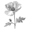 Poppy flower and bud hand drawn engraving style sketch Royalty Free Stock Photo