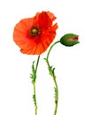 Poppy flower and bud isolated on white Royalty Free Stock Photo