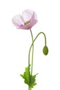 Poppy flower and bud isolated on white background. Papaver somniferum opium poppy