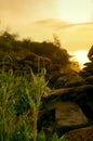 Poppy flower buds at dawn on the beach Royalty Free Stock Photo