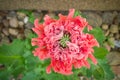 Poppy flower in close up. Filigree petals in pink with green leaves in background