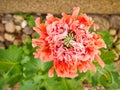 Poppy flower in close up. Filigree petals in pink with green leaves in background