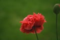 Poppy flower in close up. Filigree petals in pink with green leaves in background