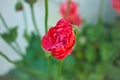 Poppy flower in close up. Filigree petals in pink with green leaves in background