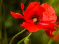 Poppy flower close-up Royalty Free Stock Photo