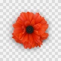 Poppy flower close-up with shadow, isolated on checkered background. Decorative design element Royalty Free Stock Photo