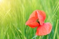 Poppy flower close up spring Royalty Free Stock Photo