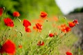 Poppy flower close-up. Summer landscape with red flowers. Beautiful buds of poppies. Meadow with poppy flowers on a blurred Royalty Free Stock Photo