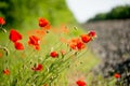 Poppy flower close-up. Summer landscape with red flowers. Beautiful buds of poppies. Meadow with poppy flowers on a blurred Royalty Free Stock Photo