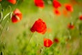 Poppy flower close-up. Summer landscape with red flowers. Beautiful buds of poppies. Meadow with poppy flowers on a blurred Royalty Free Stock Photo