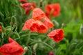 Poppy flower close-up. Summer landscape with red flowers. Beautiful buds of poppies. Meadow with poppy flowers on a blurred Royalty Free Stock Photo