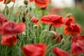 Poppy flower close-up. Summer landscape with red flowers. Beautiful buds of poppies. Meadow with poppy flowers on a blurred Royalty Free Stock Photo