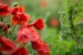 Poppy flower close-up. Summer landscape with red flowers. Beautiful buds of poppies. Meadow with poppy flowers on a blurred Royalty Free Stock Photo