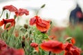 Poppy flower close-up. Summer landscape with red flowers. Beautiful buds of poppies. Meadow with poppy flowers on a blurred Royalty Free Stock Photo